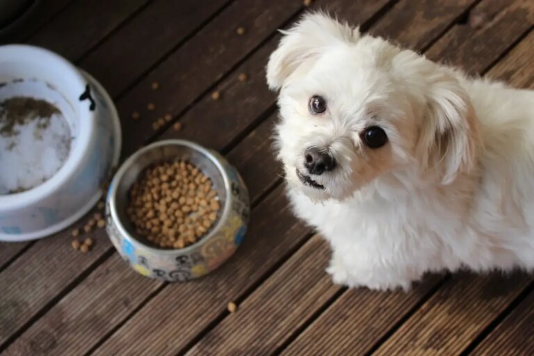 Read more about the article Pet Food and Nutrition for Your Furry Friends